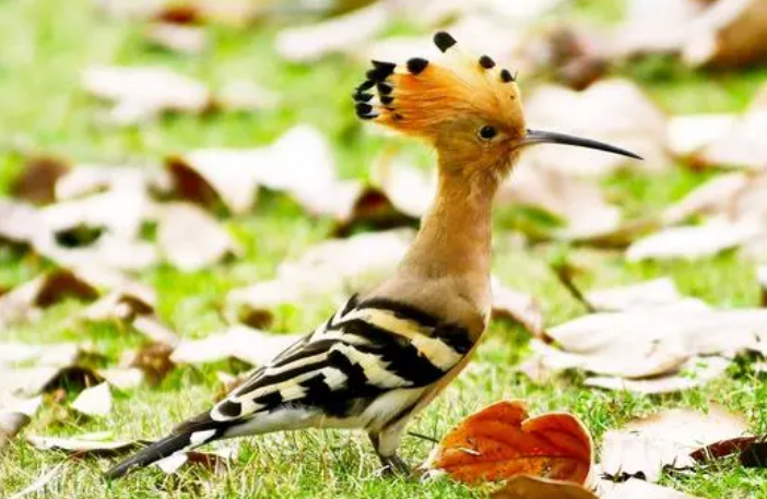 戴胜鸟是保护动物吗？来了解下吧