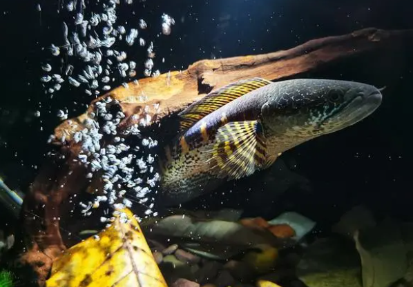鱼缸水不通透，浑浊变清澈的小窍门，都在这