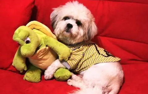 你们说，狗四岁相当于人类多少岁？