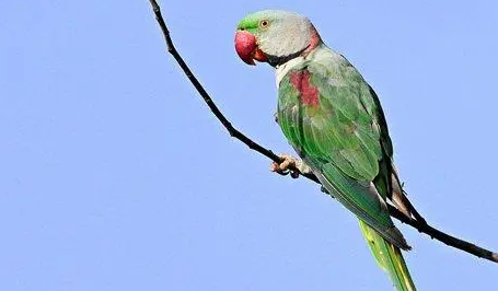 亚历山大鹦鹉如何饲养？一起来看看吧