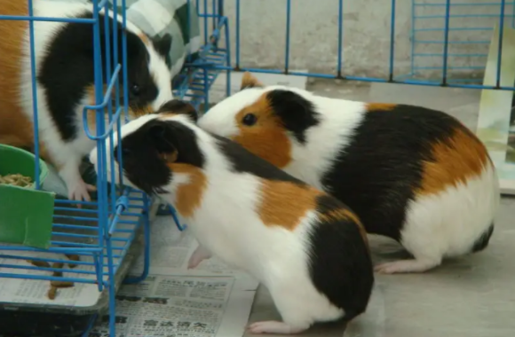 荷兰鼠被打了会怎么样，会自闭嘛？