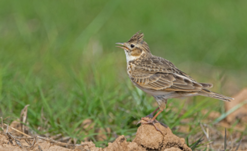 云雀鸟的寿命有多久?不知道的快来看看 云雀鸟的寿命有多久?不知道的快来看看