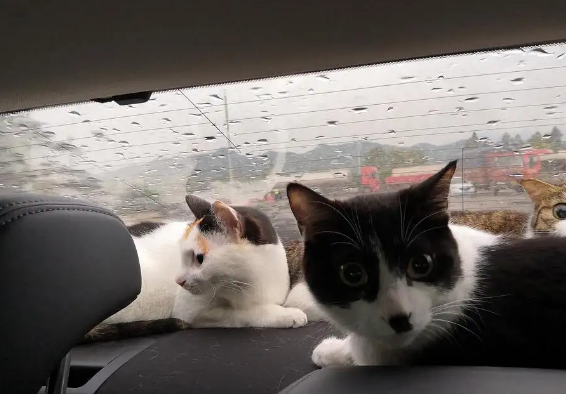 猫咪可以放大巴车后备箱吗？来看看吧~