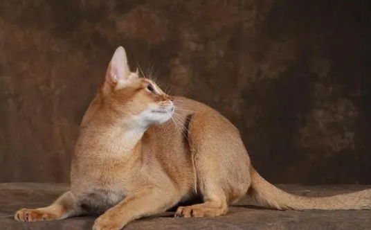 猫吃了益生菌,反而拉稀该怎么办? 猫吃了益生菌,反而拉稀该怎么办?