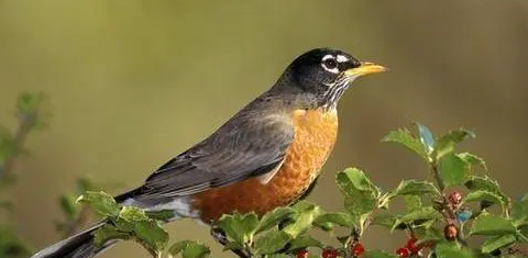 鸟会传染冠状病毒吗？看这里就知道了