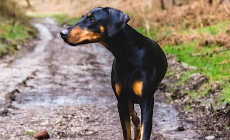 狗狗生病怎么办？狗狗生病的注意事项来看看吧