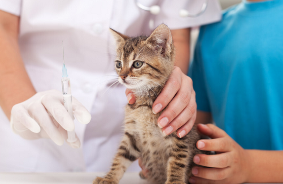 猫咪怎么体内驱虫