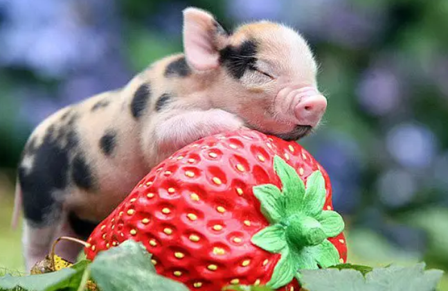 每日一问：小香猪聪明吗？