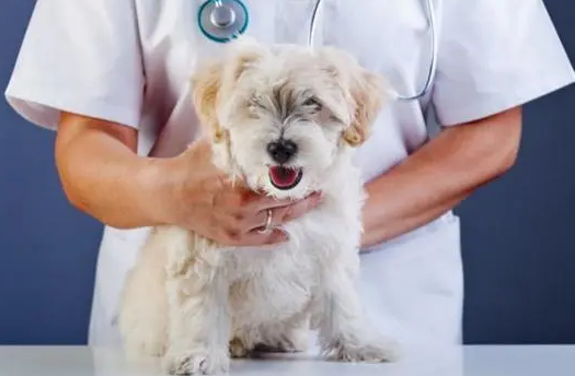 给宠物看病 您要看清医所资质