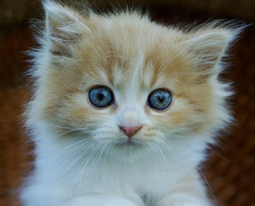 今日科普：带猫出门怎么减少应激