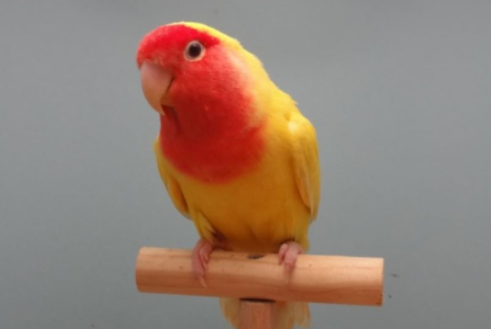 桃脸黄牡丹鹦鹉分公母?长什么样呢? 桃脸黄牡丹鹦鹉分公母?长什么样呢?