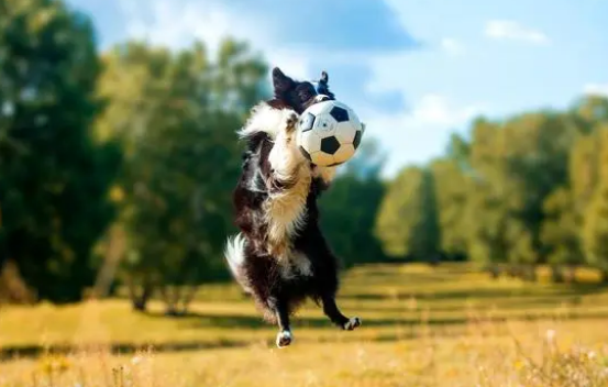 养狗经验：边牧吃哪种钙片？有没有给狗狗补钙比较快速的方法？