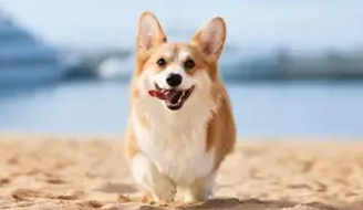 七个月的柯基为啥嚎叫？过来看看吧