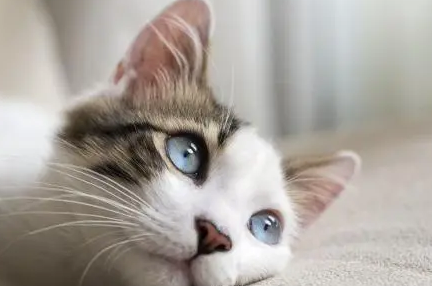 小猫鼻支打干扰素能治好吗 小猫鼻支打干扰素能治好吗