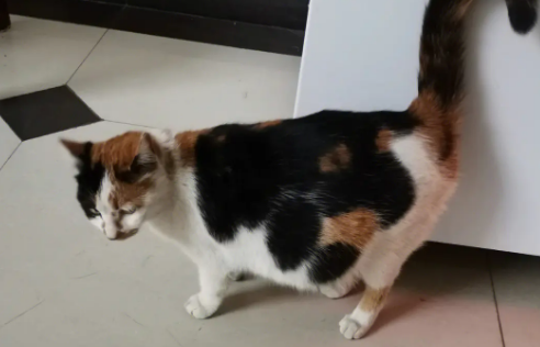 猫怀孕会掉毛吗？铲屎官来了解一下吧