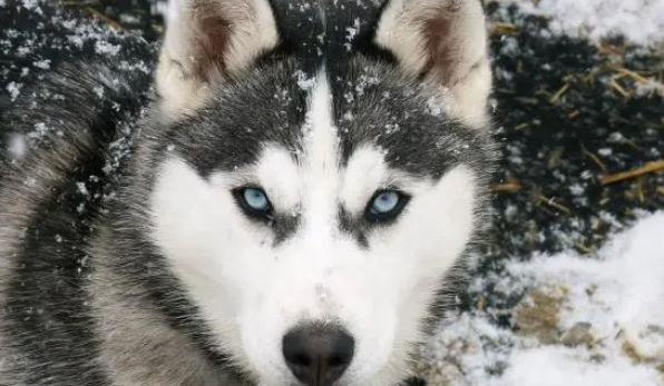 哈士奇和狼能交流吗？太好奇啦！