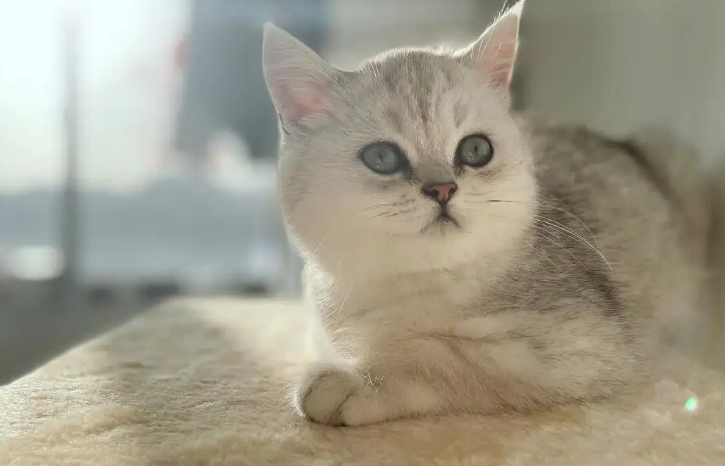 虎斑和银渐层生出的猫，大家见过吗？