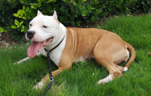 斯塔福犬适合家养吗？好奇的小伙伴快来看看吧~