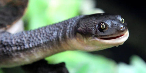 长颈龟能活多久？主人来了解下吧