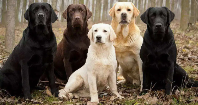 铲屎官科普：拉布拉多要剪尾巴吗？