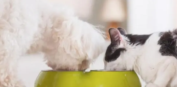 零食有害宠物健康吗?铲屎官看过来 零食有害宠物健康吗?铲屎官看过来