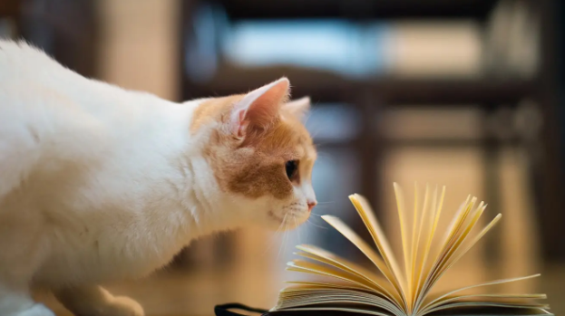 你们知道雌雄同体的猫吗？