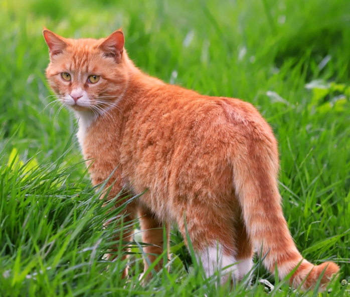 无论主人贫富贵贱，猫咪都一视同仁，这是真的吗？