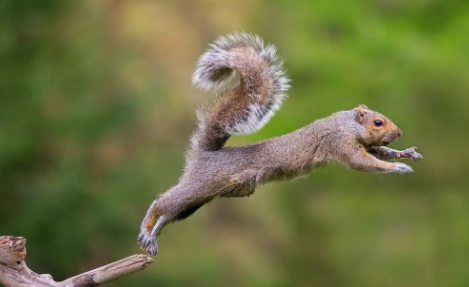 宠主科普：松鼠有哪些种类？