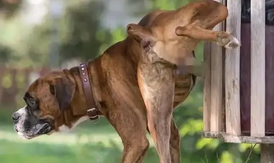 狗狗不在家尿总是憋着，该怎么解决？