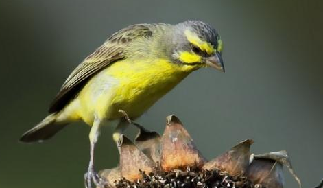 金青鸟总是仰头怎么办?本文替你解答 金青鸟总是仰头怎么办?本文替你解答