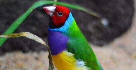 七彩文鸟价格是多少？我告诉你