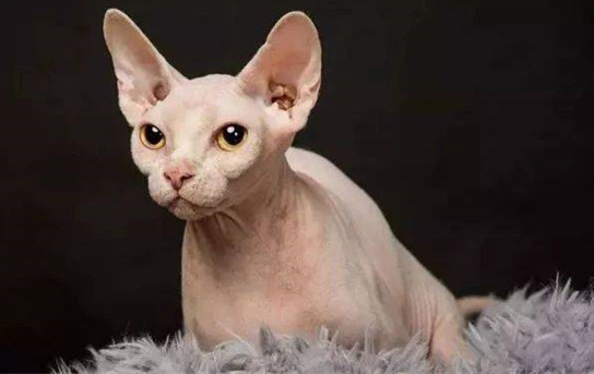 斯芬克斯猫的寿命是多长?了解后请善待它! 斯芬克斯猫的寿命是多长?了解后请善待它!