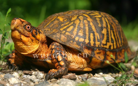 带你了解，东部箱龟和三趾箱龟哪个大？