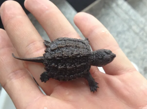 小鳄龟和巴西龟能养一起吗？尽量避免