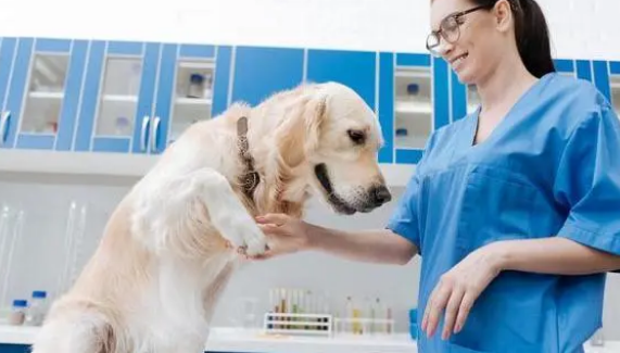 宠物看病如何选择正规的宠物医院，看这篇就够了
