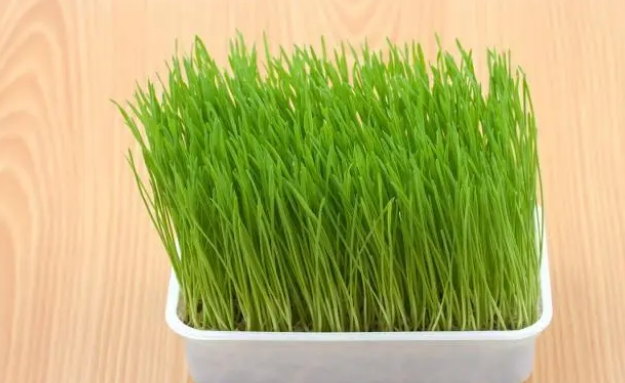 猫草是什么，猫草对猫咪有哪些作用