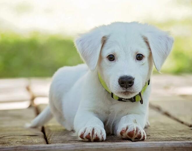 猫狗每天都在哼唧，它们究竟在说什么？