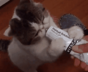 猫咪需要吃营养膏吗？怎么吃才对？