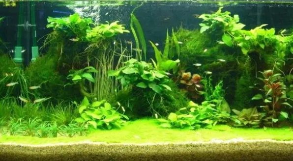 水草的栽种方法有哪些？需要如何管理？