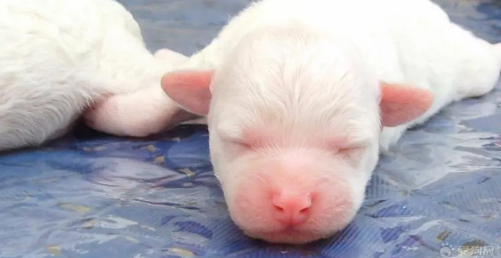 刚出生的狗宝宝怎么养活？看这篇文章就知道了！