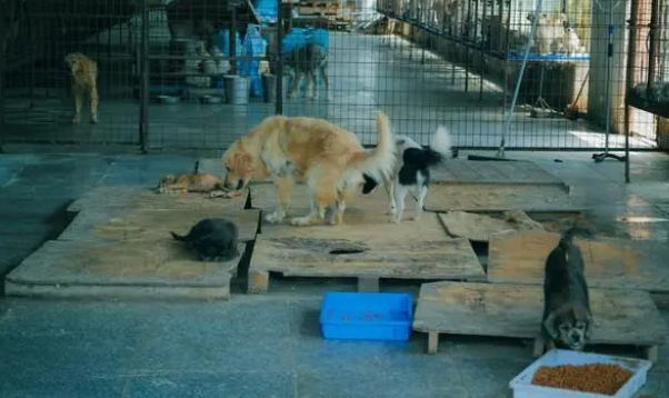 土狗不想要了哪里回收？想知道的看过来