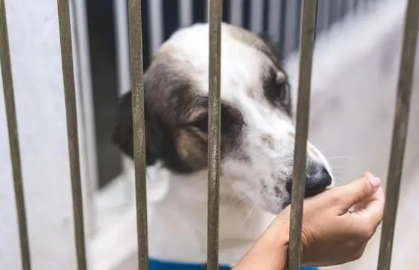 小狗关笼子里老是叫怎么办？来看这里！