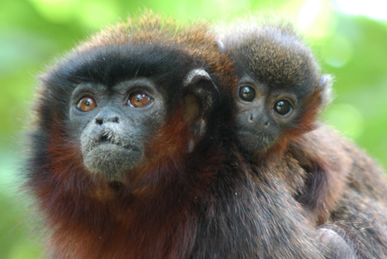 你见过赤褐伶猴吗？这种可爱的小猴子已属于濒危物种了！