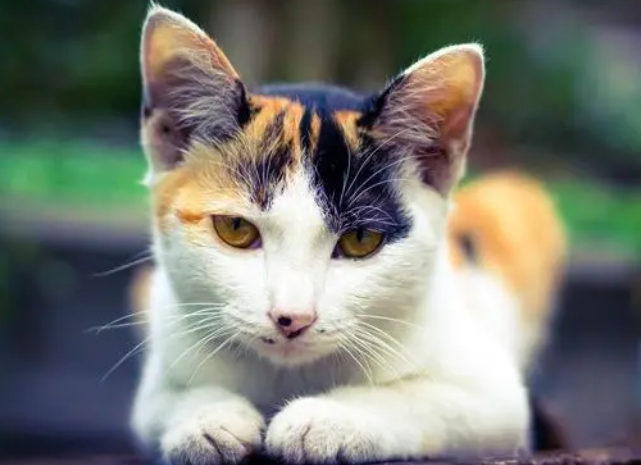 喂猫粮的三个错误,你中招了吗? 喂猫粮的三个错误,你中招了吗?