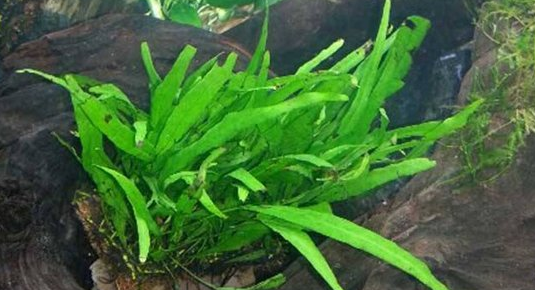 常见水草种类及图片