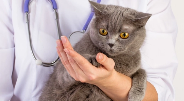 幼猫不吃猫粮怎么办？这里给大家科普下~