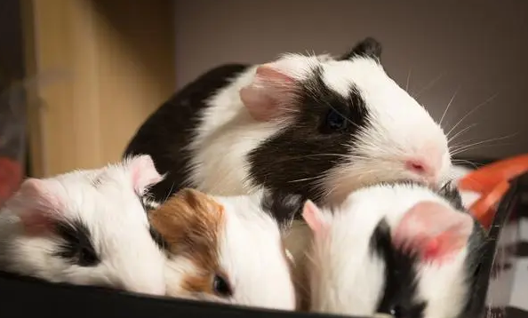 荷兰猪一胎可以生多少只？饲主看过来