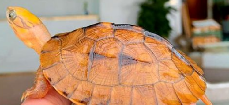 三线闭壳金钱龟好养吗？是要讲究方法的