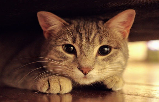 猫咪认识自己的主人吗？看完你就知道了