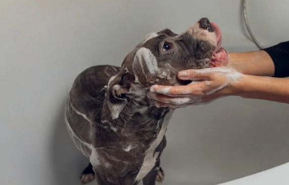 宠物狗讨厌洗澡怎么办？这七个方法让你的狗乖乖去洗澡，亲测有效